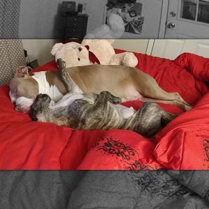 Meet your Posher, Dawn